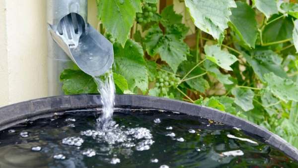 tận dụng nước mưa từ máng xối để tưới cây